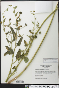 Kosteletzkya pentacarpos var. pentacarpos image