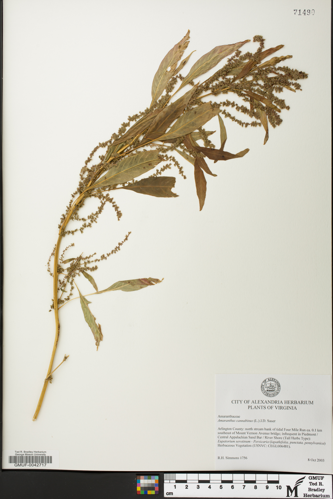 Amaranthus cannabinus image