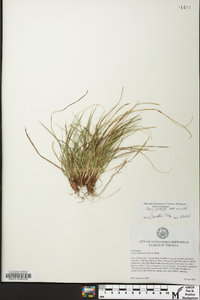 Carex umbellata image