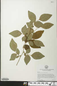 Vaccinium x marianum image