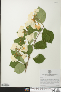 Viburnum plicatum image