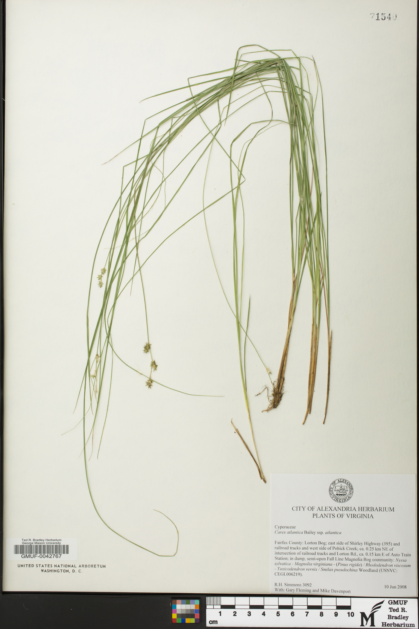 Carex atlantica subsp. atlantica image