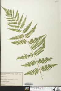 Dryopteris celsa image