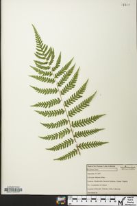 Dryopteris celsa image