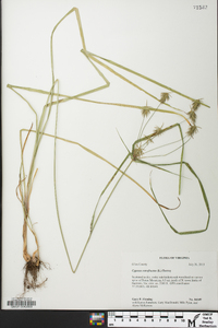 Cyperus retrofractus image