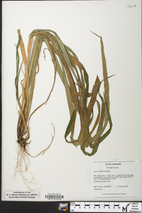 Carex radfordii image