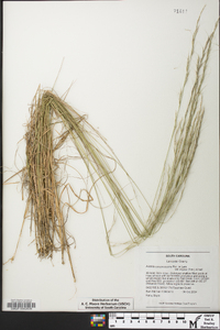 Aristida purpurascens image