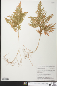 Selaginella stellata image