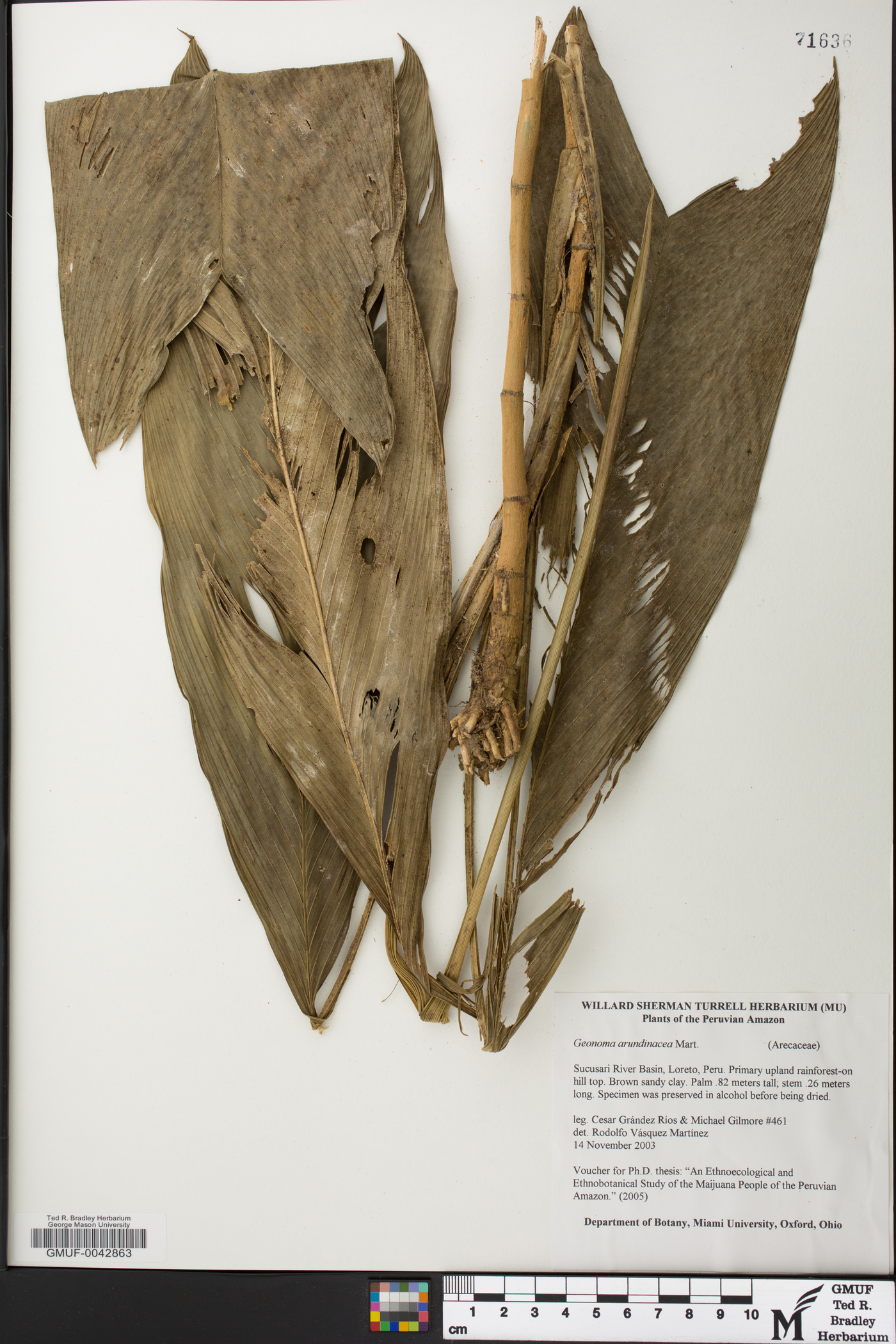 Geonoma stricta subsp. arundinacea image