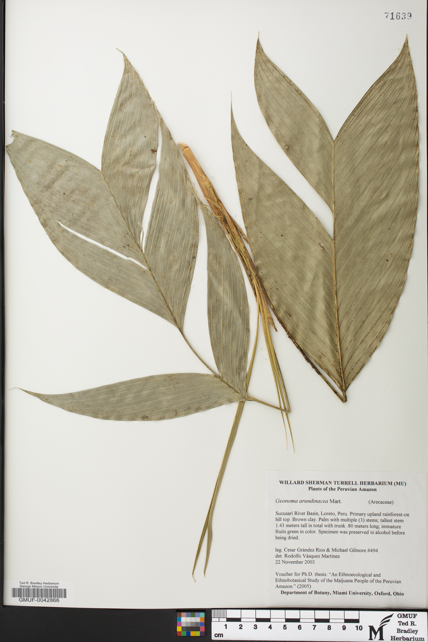 Geonoma stricta image
