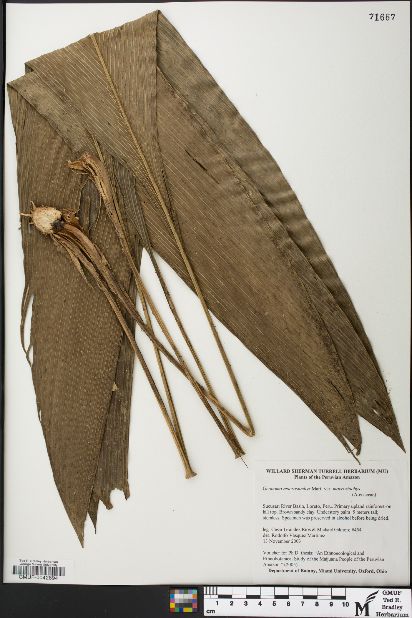Geonoma macrostachys image
