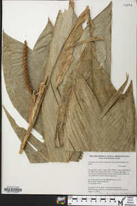 Geonoma stricta subsp. arundinacea image