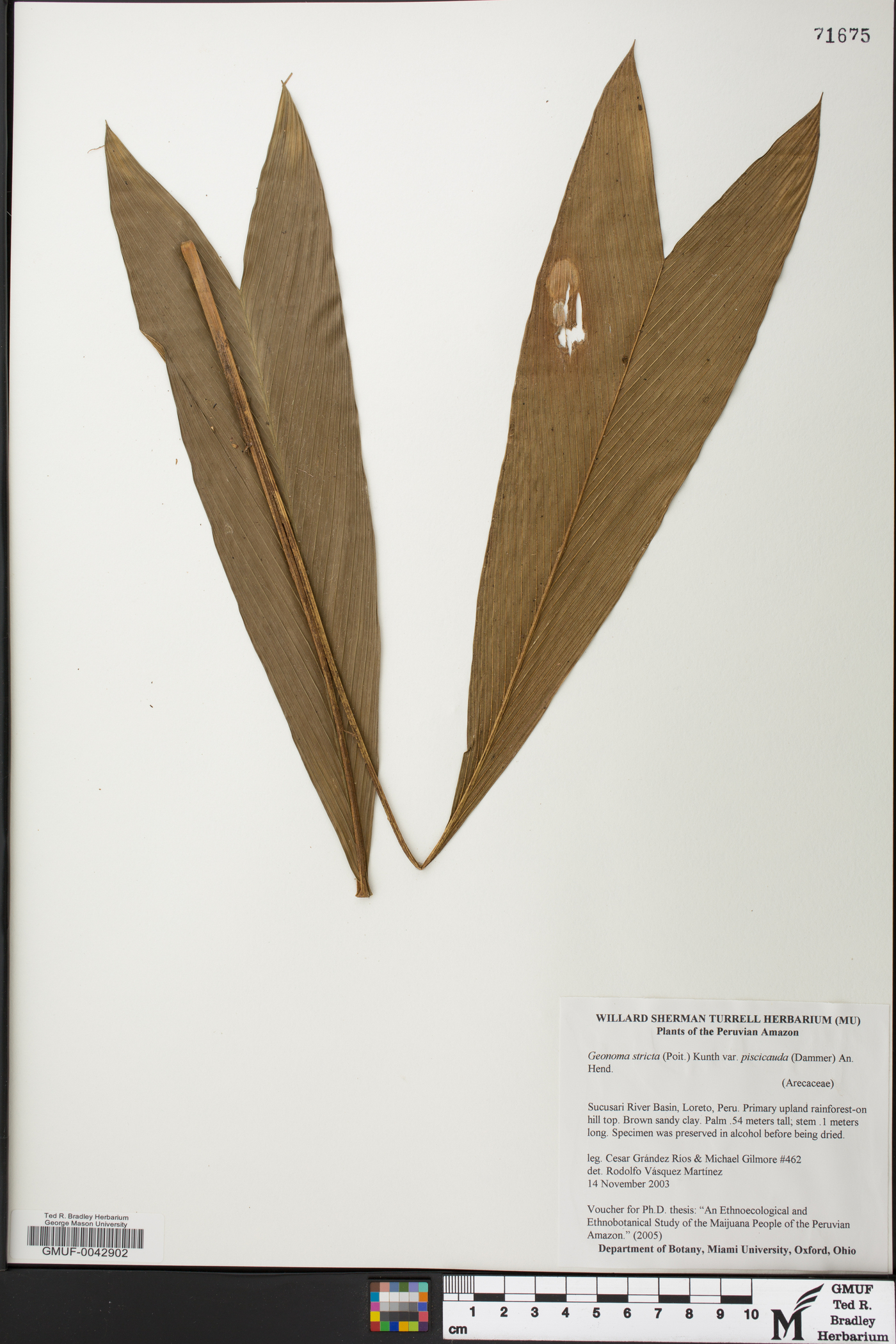 Geonoma stricta subsp. arundinacea image