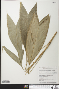 Geonoma stricta image