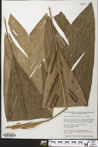 Geonoma stricta image