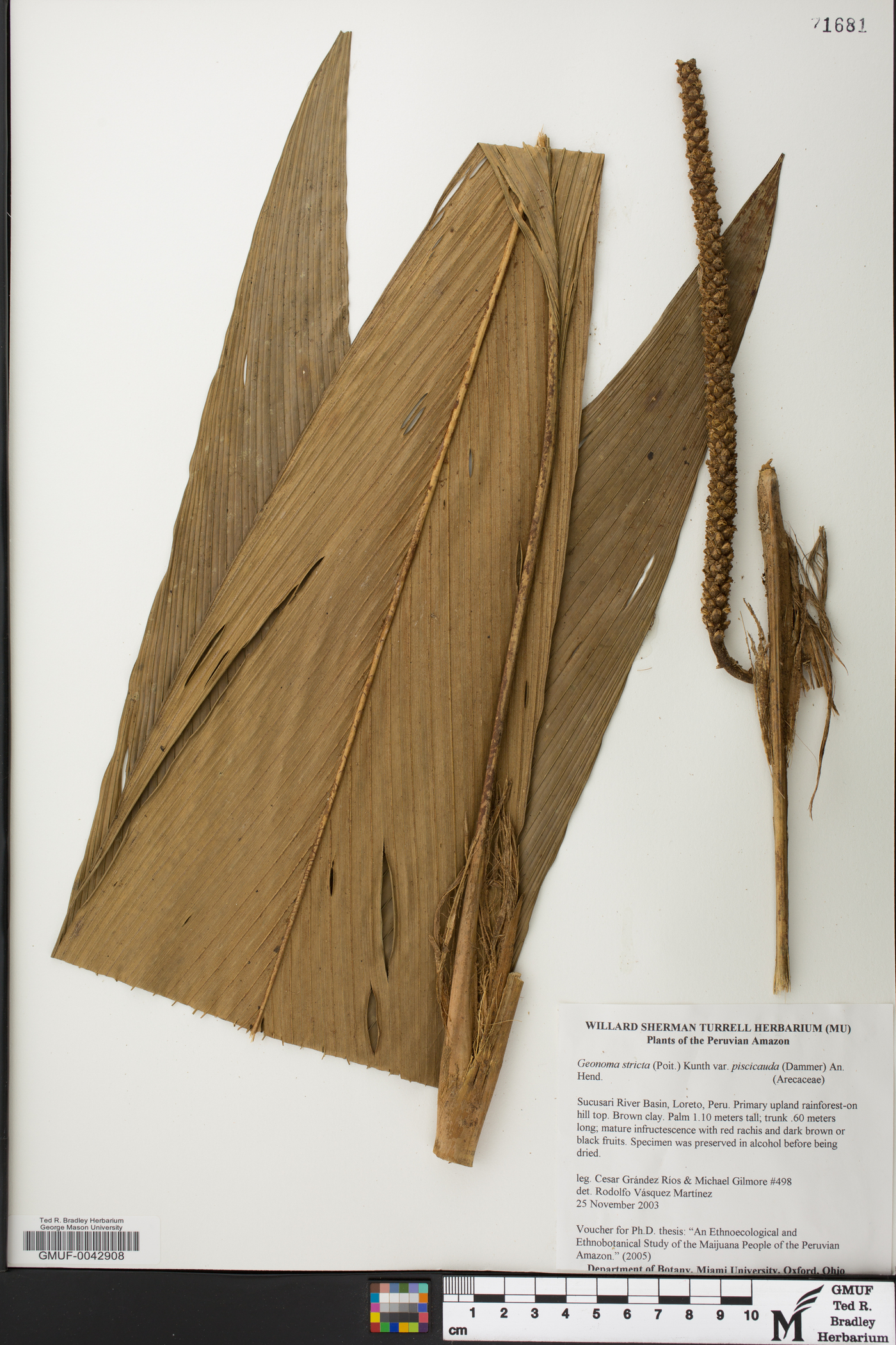 Geonoma stricta subsp. arundinacea image