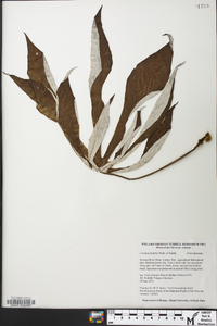 Cecropia ficifolia image