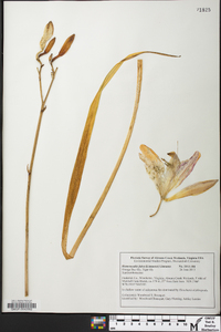 Hemerocallis fulva image