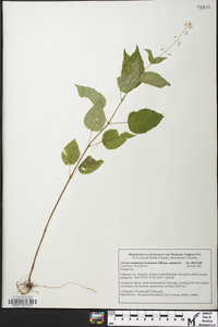 Circaea canadensis image