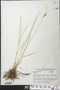 Carex tetanica image