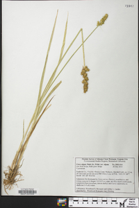 Carex stipata var. stipata image