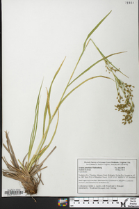 Scirpus pendulus image