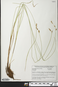 Carex prairea image