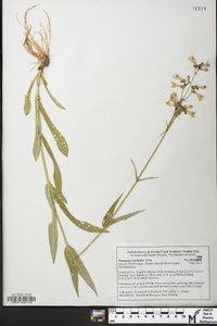 Penstemon laevigatus image