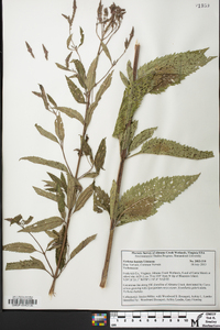 Verbena hastata image