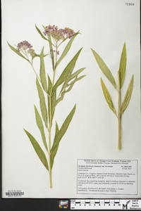 Asclepias incarnata var. incarnata image