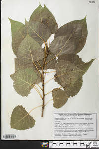 Populus deltoides var. deltoides image