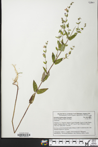 Scutellaria galericulata image