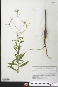 Oenothera gaura image