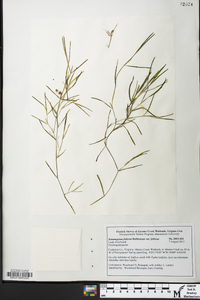 Potamogeton foliosus var. foliosus image