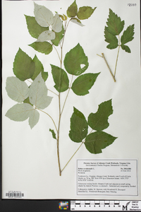 Rubus occidentalis image