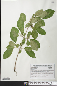 Rhamnus davurica image