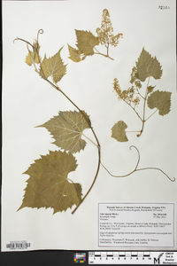 Vitis riparia image