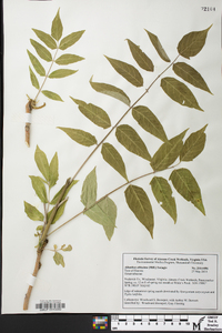 Ailanthus altissima image