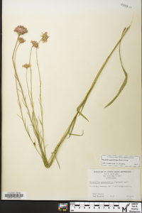 Marshallia graminifolia image