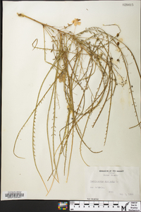 Parkinsonia aculeata image