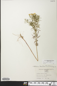 Euthamia caroliniana image