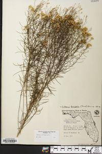 Euthamia caroliniana image