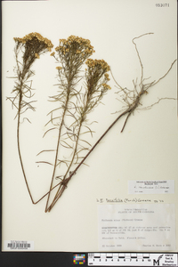 Euthamia caroliniana image