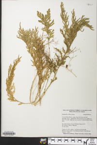 Selaginella stellata image