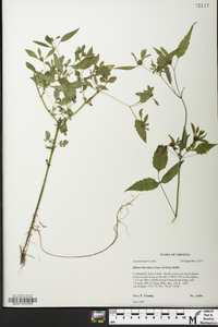 Bidens discoidea image