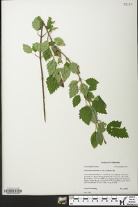 Viburnum dentatum var. lucidum image