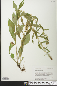 Solidago roanensis image