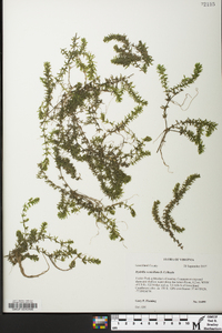 Hydrilla verticillata image