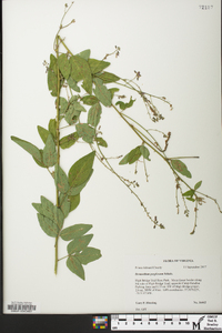 Desmodium perplexum image