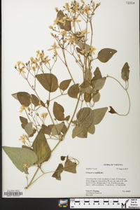 Clematis terniflora image